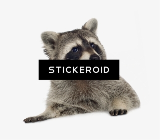 Racoon Png - Raccoon - Transparent Background Raccoon Png, Png Download, Free Download