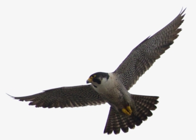 Falcon Png Images Free Download - Peregrine Falcon Transparent Background, Png Download, Free Download