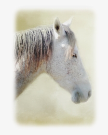 Stallion, HD Png Download, Free Download