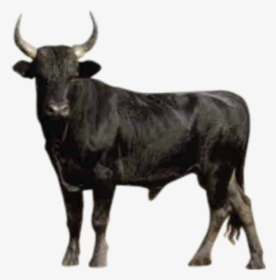 Bull Png Transparent Images - Normal People See What Colorblind People See, Png Download, Free Download