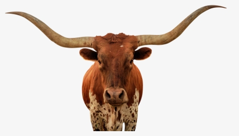 Animalps Battle - Bull - Longhorn Bull Png, Transparent Png, Free Download
