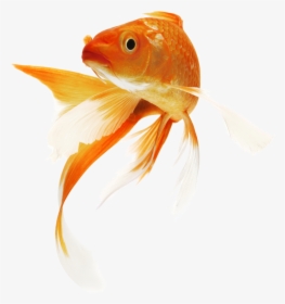 Goldfish Png Background - Goldfish Png, Transparent Png, Free Download