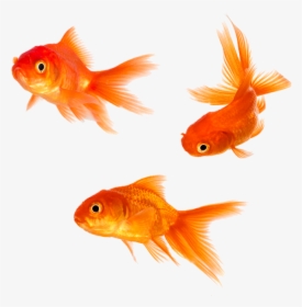Gold Fish Png - Goldfish Png, Transparent Png, Free Download