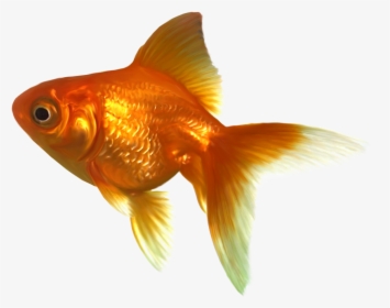 Realistic Goldfish Png Clipart - Goldfish Clipart, Transparent Png, Free Download