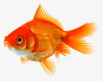 Single Goldfish - Gold Fish, HD Png Download, Free Download