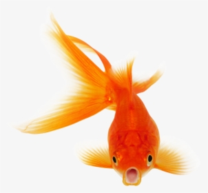 Goldfish Koi Clip Art - Goldfish Transparent Background, HD Png Download, Free Download