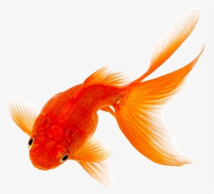 Goldfish Png Image Download - Goldfish Png, Transparent Png, Free Download