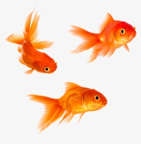 Goldfish Png - Transparent Background Gold Fish Png, Png Download, Free Download