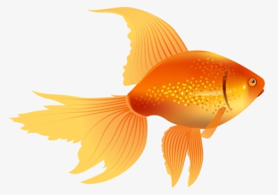 67579 - Goldfish Clipart, HD Png Download, Free Download
