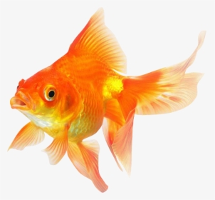Goldfish Png Transparent Image - Goldfish Png, Png Download, Free Download