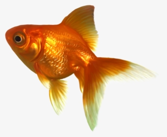 Goldfish Png Image File - Goldfish Clipart, Transparent Png, Free Download