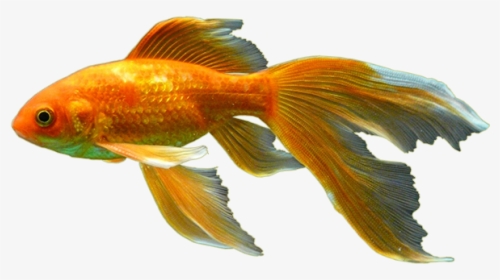 Goldfish Png Pic - Goldfish, Transparent Png, Free Download