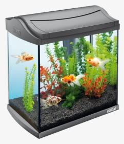Goldfish - Aquarium Png, Transparent Png, Free Download
