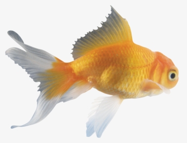 Japan"s Goldfish Breeders Fish For Riches - Japanese Goldfish, HD Png Download, Free Download