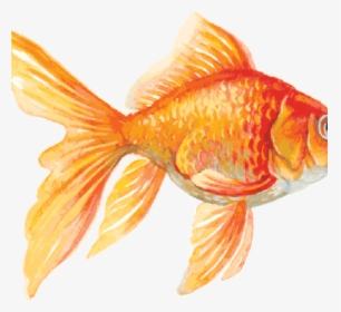Transparent Marine Biologist Clipart - Goldfish Drawing, HD Png Download, Free Download