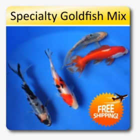 Goldfish Mix With Koi, HD Png Download, Free Download