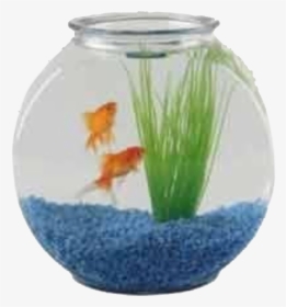 Aquarium Fish Bowl Png, Transparent Png, Free Download