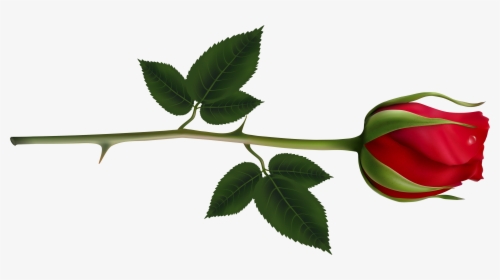 Rose Clipart Images And Pictures Download - Long Stem Red Rose Png, Transparent Png, Free Download
