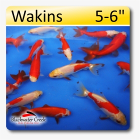 Wakins Fish, HD Png Download, Free Download