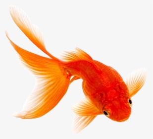 Freshwater And Saltwater Fish Food - Transparent Background Koi Fish Transparent, HD Png Download, Free Download
