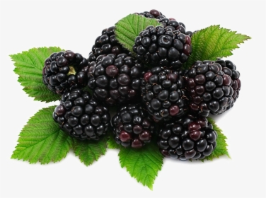 Blackberry Fruit Png Download Image - Blackberries Png, Transparent Png, Free Download