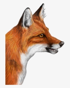 Realistic Fox Head Drawing, HD Png Download, Free Download