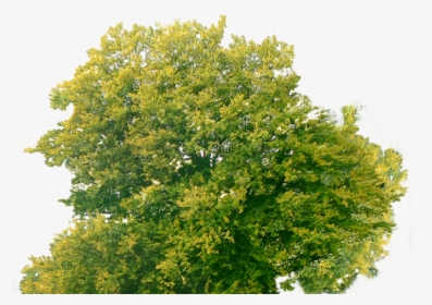 Tree Plan Png - Transparent Tree Top Png, Png Download, Free Download