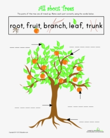 Parts Of A Tree Lesson Plan Education Com Rh Education - Draw Parts Of A Tree, HD Png Download, Free Download