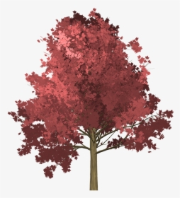 Maple Tree Painted Tree Free Picture - ภาพ วาด ต้น เม เปิ้ ล, HD Png Download, Free Download