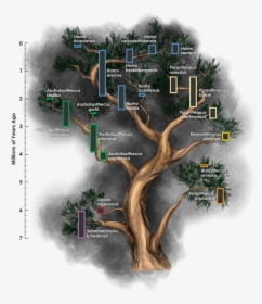 The Hominin Family Tree Is Frequently Revised, But - Family Tree With Branches, HD Png Download, Free Download