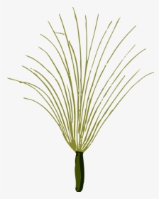 Botany,plant,flower - Grass, HD Png Download, Free Download