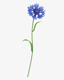 Field Of Flowers Png - Field Flower Png, Transparent Png, Free Download