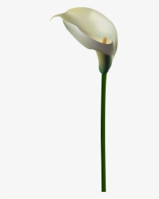 White Calla Lily Png, Transparent Png, Free Download