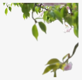 Side Tree Images Png, Transparent Png, Free Download