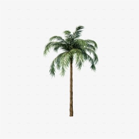 Palms Png, Transparent Png, Free Download