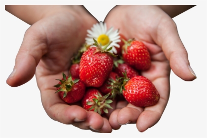Strawberries With Flower In Palms Png Image - Strawberries In Hands, Transparent Png, Free Download