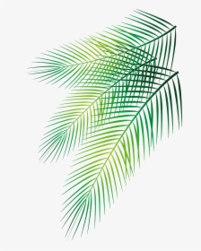 Transparent Palm Leaves Png - Vector Palm Leaves Png, Png Download, Free Download