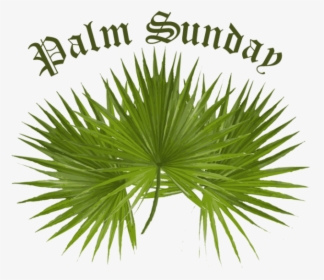 Palm Sunday Png Images Clipart - Transparent Palm Sunday Png, Png Download, Free Download