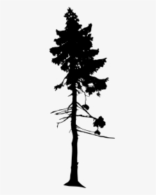 Tall Pine Tree Silhouette Png - Pine Tree Silhouette Png, Transparent Png, Free Download