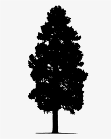Pine Tree Tree Silhouette Free Picture - Single Tree Silhouette, HD Png Download, Free Download