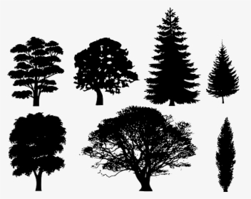 Image Gratuite Sur Pixabay - Free Vector Tree Silhouette, HD Png Download, Free Download