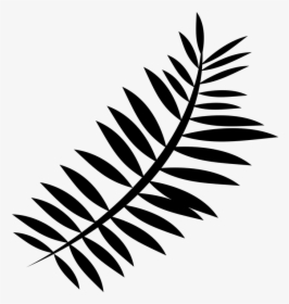 Silhouette, Nature, Fern, Plant, Green, Leaves, Forest - Black And White Fern Png, Transparent Png, Free Download