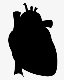 Transparent Marching Baritone Clipart - Anatomical Heart Silhouette Png, Png Download, Free Download