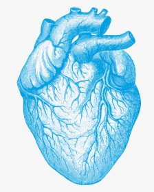 Human Heart , Png Download - Illustration Of The Human Heart, Transparent Png, Free Download