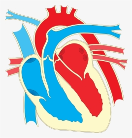 Wiring Diagram Heart Drawing Clip Art - Big Diagram Of The Heart, HD Png Download, Free Download