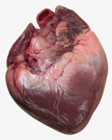 Heart Transparent Human, Picture - Does Human Heart Look Like, HD Png Download, Free Download