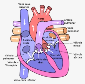 Diagram Of The Human Heart - Anatomy Of The Heart Simple, HD Png Download, Free Download