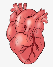 Step By Step Human Heart Drawing, HD Png Download, Free Download