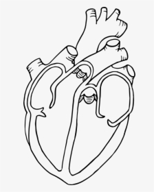 Diagram Heart Drawing Anatomy Clip Art - Heart Diagram Black And White, HD Png Download, Free Download