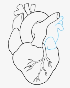 Clip Art Drawn Human Heart - Easy To Draw Human Heart, HD Png Download, Free Download